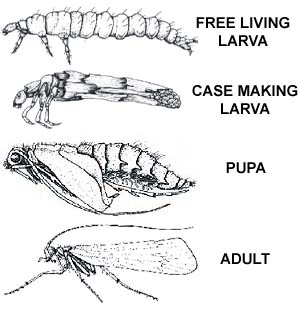 Caddis Lifecycle