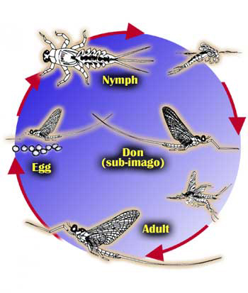 Mayfly Lifecycle