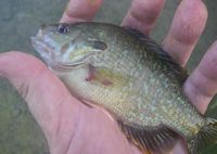 Bluegill? That’s a bonus