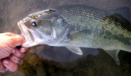 A really Unexpected thrill 16 inches of largemouth