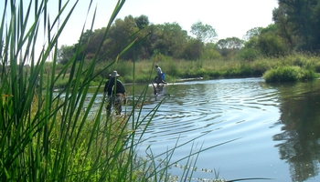 Tire removal courtesy of Putah Creek Conservancy