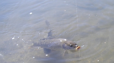 A mighty small fly stuck in a mighty big fish, note the second fish underneath 