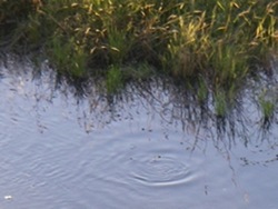 A large carp in 10 inches of water