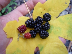 Low Fat, Crustless Berry Pie