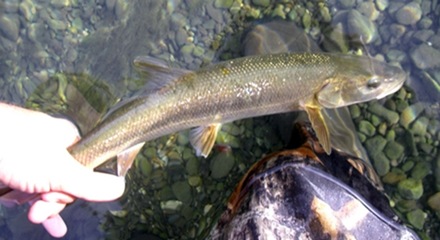 That's a dry fly peeking out of his lip