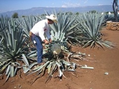 A southern California lawn - in 20 years