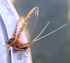 Calibaetis Spinner, Rusty Brown - never seen on the creek