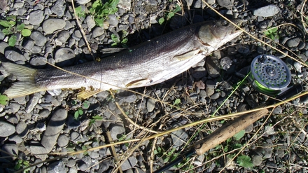 Dead Pikeminnow