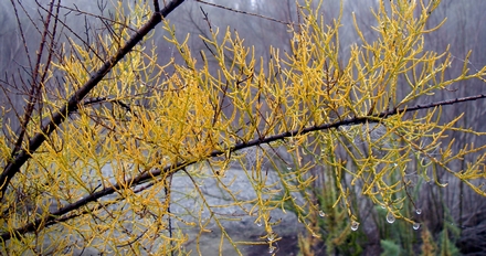 Fog on a fir branch, ain’t Nature grand?