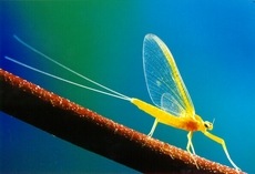 Sulpher Mayfly