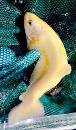 The Asfar (Yellow) trout