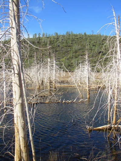 Plenty of Bass cover, needs a bit more water however