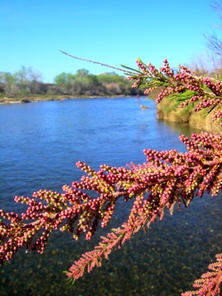 That’s why they call it Redbud