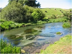 Waimakariri River