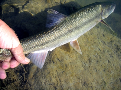 24? of lean Sacramento Pikeminnow, returned to the Tomato Stretch