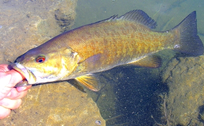 Nice Smallmouth Bass with a weakness for glass beads