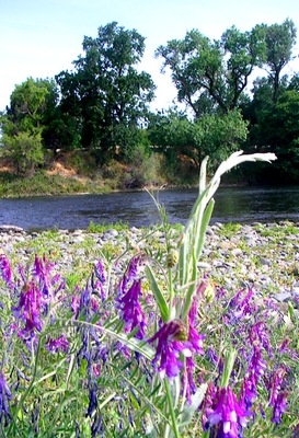 Watt Avenue access of the American River