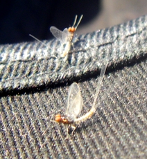 Even the Mayflies were smaller than last month