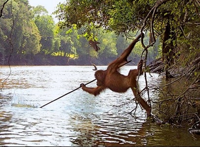 Orangutan fishing for Salmon