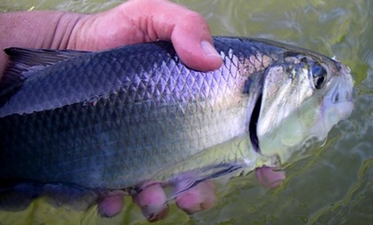 A larger female Shad showing her chrome