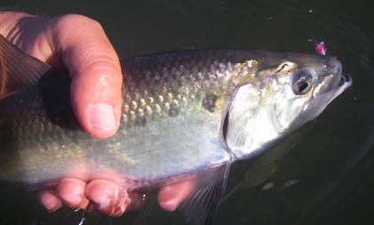 Male American Shad, with prominent black dots