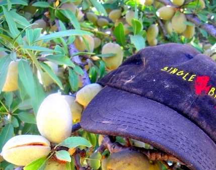 The Singlebarbed fedora, sweat, selenium, and spider guts - lends it that rich patina