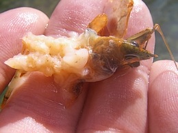 A well munched crayfish, barfed up by a greedy smallmouth