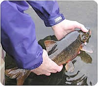 Trophy Roundtail Chub