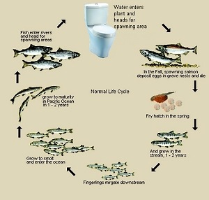 salmon_lifecycle