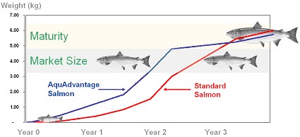 AquAdvantage Growth Chart