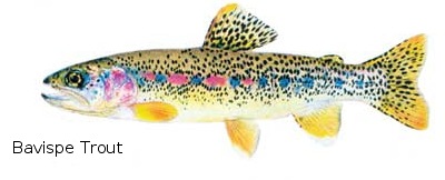 The rare and endangered Bavispe Trout