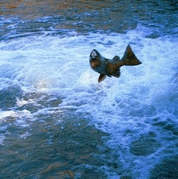 Chinook in flight