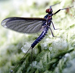 Mayfly