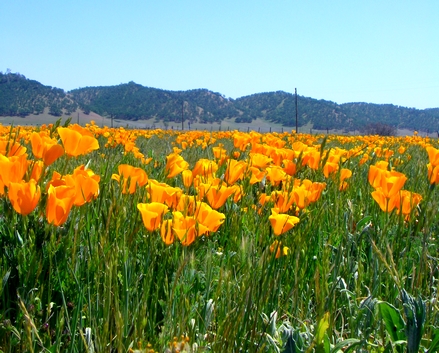 The California Poppy