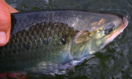 Average American River hen