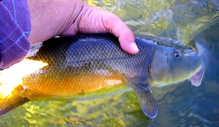 The rare Golden Salmon, Underwear River coloration