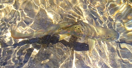 Light colored mid riffle variant of brown trout