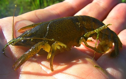 Olive Crayfish