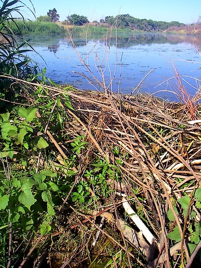 The Concervancy Frog Pond