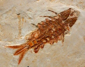 Fossil Mayfly?