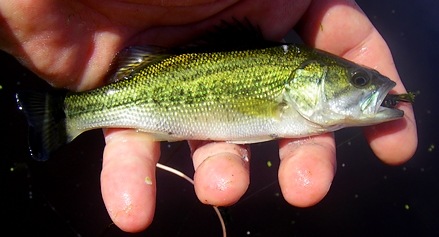 Sporting Creek Largemouth