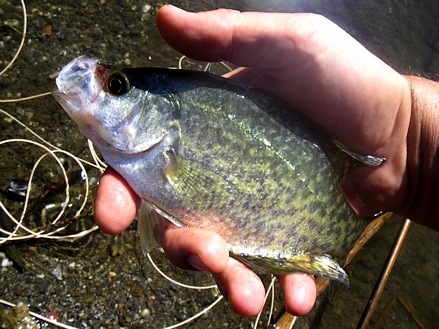 The Black Crappie