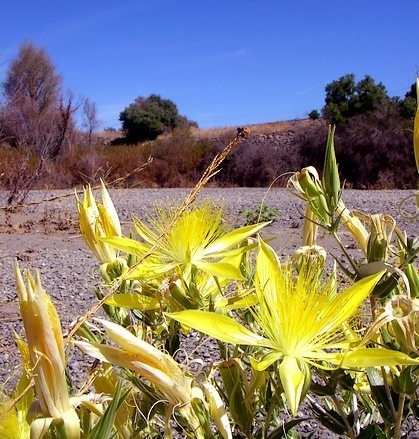 Dry creekbed and a few posies are all that's left