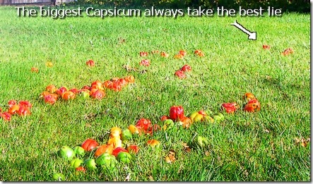 The biggest Capsicum like an "ass down, stem up" sunny lie