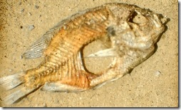 Flattened fish