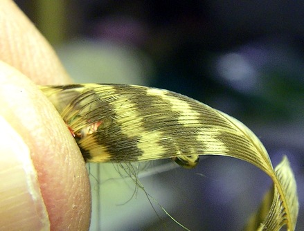 The forefinger squeezes the other segment to the far side of the fly