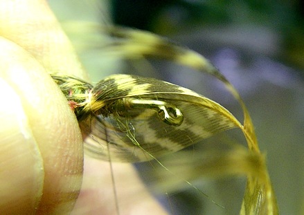 Near side has thread, far side is coming around the belly of the fly