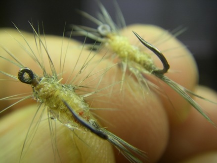 Creamy Orange Damp Underbody