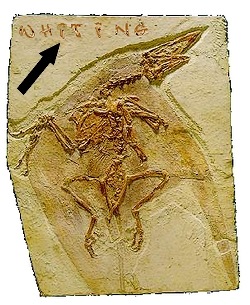 Fossilized Confuciusornis Cape