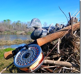 Greenwing Teal for the collection